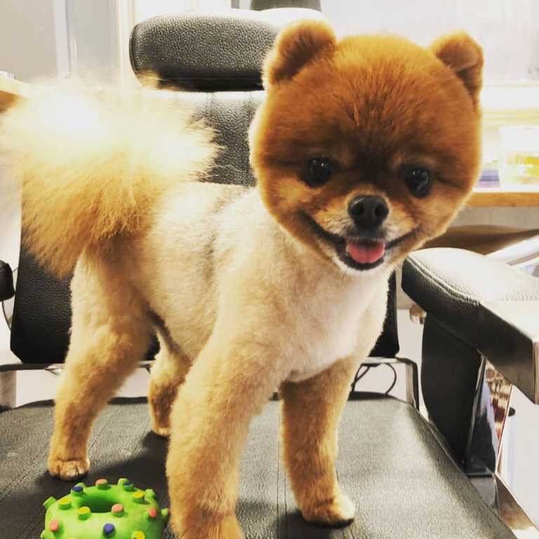 Över 40 000 svenskar äger en Labrador Retriever