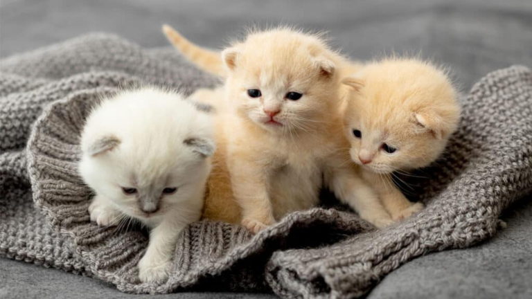 Vill du ha en kattunge?