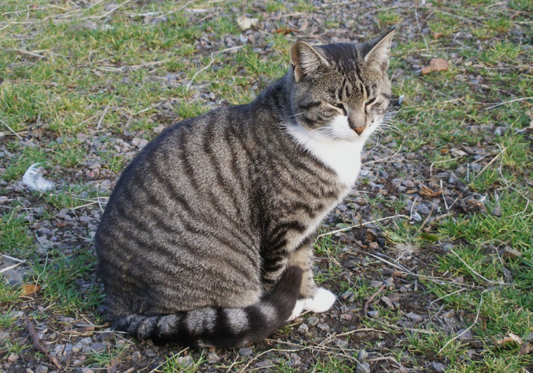 Bondkatterna är populära